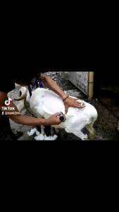 alat cukur domba baorun p6  kucing anjing kelinci kuda & dll