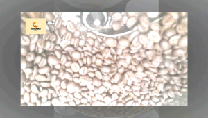 Kopi Luwak Liar Asli KAHWAKU Robusta Lampung 100 Gram