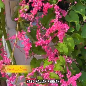 [Virladia Seeds] Biji Benih Bunga Air Mata Pengantin Mix