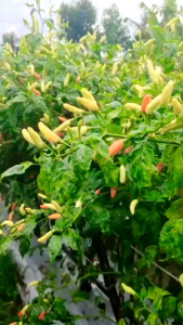 Benih Bibit Cabe Rawit Unggul 10 Gram ORI KI JAYA SEED Setara ORI 212 AURA SEED