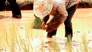 Benih Padi Thailand Jumbo 1kg original berkualitas gratis ongkir cod