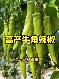 🌱10 Biji Benih🌱Lada Cili Hijau Besar 牛角青椒种子