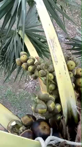 Buah Lontar/Siwalan Khusus Menjual Yang MUDA(BERAIR KOLAGEN)Kualitas Premium Dipetik Ketika Anda BeliFress Dan Segar