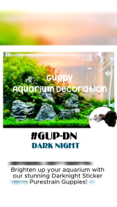 Guppy Aquarium Needs Guppy DarkNight Tank