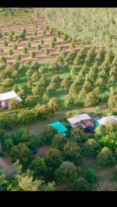 เอฟอช Aforch ของแท้ ไม่ผสมน้ำ สารจับใบ สารนำพา ขนาด 1000 ซีซี ซึมเข้าใบเร็ว ปลอดภัย ประหยัด