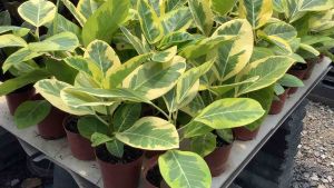 ต้นกร่าง กร่าง ขนาดกระถาง 11 นิ้ว ยางอินเดีย ยางอินเดียด่าง กร่างด่าง ต้นกร่างด่าง