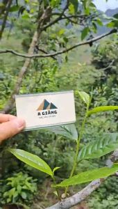 Trà shan tuyết cổ thụ Hà Giang - lục trà shan tuyết cổ thụ Hà Giang - trà xanh cổ thụ loại xịn ngọt hậu - trà shang tuyết cổ thụ gói 500gr