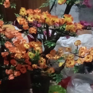 bunga hias sudut cakar codaria tinggi100 cm tanpa pot