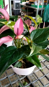 zizu หน้าวัวพันธุ์แคระสีม่วงพาสเทล ดอกเรียว กอแน่น ดอกดก