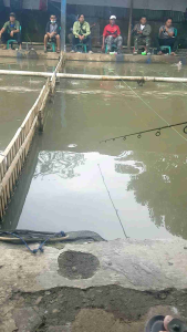 Essen Djasun Varian Baru Booster Pengumpul dan Penambah Nafsu Makan Ikan