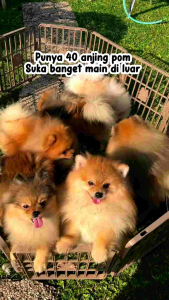 Remov Remover Flea Basmi Tuntas Kutu Dan Tungau Pada Kucing dan Anjing Hingga Telurnya