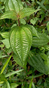 Daun Harendong Bulu Segar: Obat Herbal Petik Langsung 100 Lembar