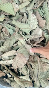 10 kg lá ổi khô  organic chỉ có 200 ngàn