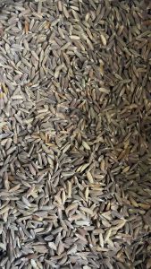 Gabah padi ketan hitam perkantong 250 gram-az