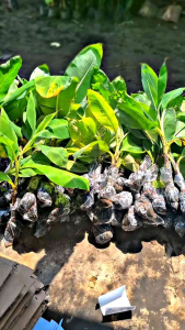 MURAH!! BIBIT PISANG CAVENDISH BLUE ICE BERKUALITAS