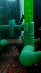 Hoplo catfish/Ornamental fish/Freshwater/Readystock