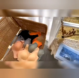 Wireless Contour Bra Padded Lace Push Up