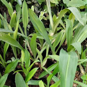 ว่านมหาบัวขาว ตัดใบหัวขนาดรอบวง 20-25เซนติเมตร (White Natal Lily)