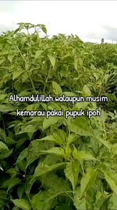 Pupuk Ipoh Hayati Organik Multiguna 1 Kg  Penyubur Tanaman Hias Buah Percepat Panen