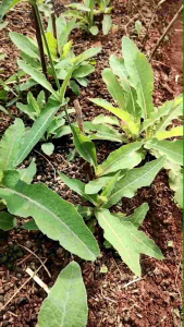 DISKON Daun Tempuyung Segar Daun Camawak Segar 500 gram