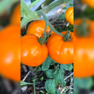 6 BIJI BENIH TOMAT BEEFSTEAK JUMBO AMANA ORANGE