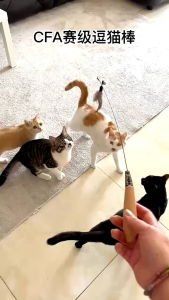 [QPet]🚀 Competition-Grade Wooden Handle Cat Teaser Long Brush Holder Feather Kitten Self-Hi Relieving Stuffy Bell