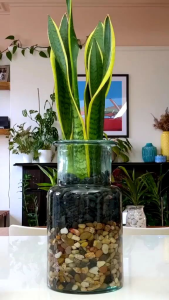 Ready Tanaman hias Lidah Mertua (Snake Pales) 1 pohon