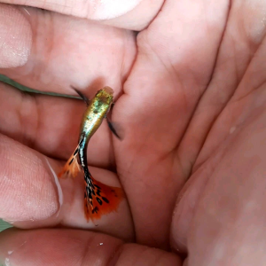 Red Mosaic Dumbo Guppy