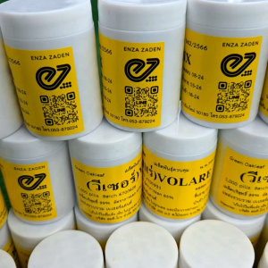 เมล็ดพันธุ์ผักสลัด แบบเมล็ดเคลือบ ENZA ZADEN อัตราการงอก 99% แบ่งบรรจุ 20/100 เมล็ด