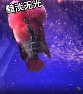 BESSN NEW High Protein 42% Special Floating Fish Feed for Flower Horn 2mm /3mm For Enchance color/Flowerhorn