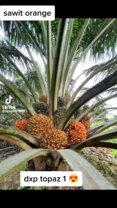 BIBIT BENIH POLONG KECAMBAH SAWIT TOPAZ SUPER UNGGUL BIBIT SAWIT TOPAZ ASIAN AGRI ASLI ORIGINAL