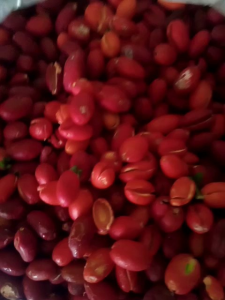 kulit melinjo kulit tangkil segar Mateng BARU DI KUPAS
