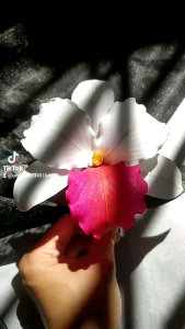 Hoa cài áo handmade Canto hoa lan Cattleya hoa lan hoàng hậu cài áo