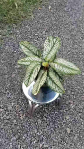 คล้า ขุนแผนเรียกทรัพย์ Calathea cv. Sanderiana คล้ามงคล ความเชื่อด้านด้านเมตตามหานิยม เรียกทรัพย์ช่วยเรื่องค้าขาย จัดส่งพร้อมกระถาง 8นิ้ว