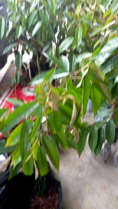 ต้นทุเรียนบ้านที่ยังไม่ได้เสียบยอด สูง 40-70ชม. ชุด10ต้นแถม1ต้น