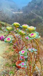 เมล็ดคะน้าปูเล่ประดับ คละสี 30เมล็ด เมล็ดนําเข้า พันธุ์แท้ 100% สายพันธุ์ OP