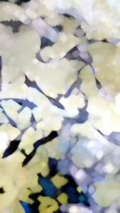 （Betina Pregnant + Jantan) 1Pair BLUE MOSCOW Head Guppy Fish