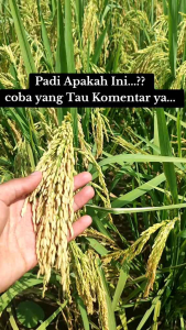 Benih padi UNGGUL BEGAWAN SOLO AROMATIK kemasan 5kg