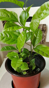 Passion Fruit Plant (Yellow) Organic