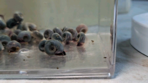 Blue Apple Snail 蓝苹果螺