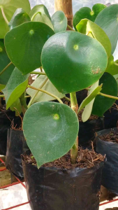Raindrop Peperomia: A Tropical Foliage Indoor Plant