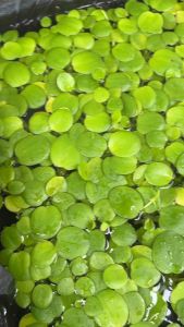 Ratat จอกเขียวญี่ปุ่น จอกแดง พืชน้ำใส่บ่อปลากัด บำบัดน้ำ ปลาแข็งแรง