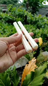 Padutan Once Pipa Tulang Sapi Model Belimbing A36