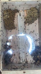 ชันโรงพร้อมเลี้ยงได้เรย 1 ลัง สายพันธุ์ขนเงินอัมพวา มีนางพญา