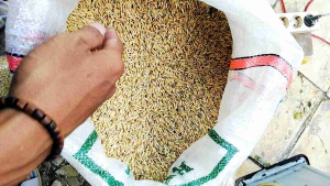 BENIH PADI SIDENOK SUPER UNGGUL KEMASAN 1KG