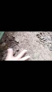 Sinh khối trùn quế - Giàu dinh dưỡng cai tạo đất tăng năng suất an toàn - bền vững cho cây trồng