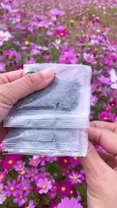 Hạt giống hoa cúc sao nhái mix ( Gói 100 gram ) - Hoa nở đều đẹp lâu phai