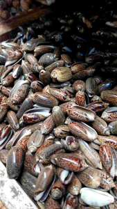 cangkang kerang ecer - kerang Keleng - cangkang kelengkeng hitam - kerang dakon - bahan kerajinan