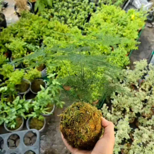 quả cầu rêu kokedama
