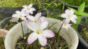 016.หัวดอกบัวดิน White Lucky หัวละ 12 บาท